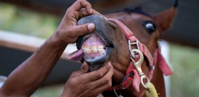 إعلان عن مهره بنت دي ماقنوم