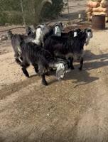 إعلان عن جفار عوارض للبيع بالعبدلي