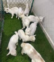 إعلان عن تيس صغير مع ممية حلو للاطفال او للتربية