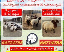 إعلان عن ق صاب تحت الطلب