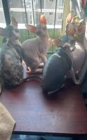إعلان عن Sphynx Kitten 3 months old For Sale Done 1st Vaccine