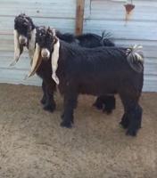 إعلان عن ‏البيع تيوس عوارض العمر ست شهور