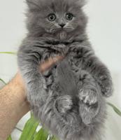 إعلان عن كيتن برتش لونغ هير بيور