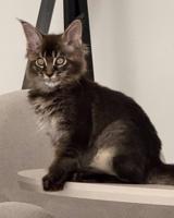إعلان عن MAINE COON