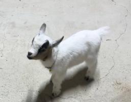 إعلان عن ذكر ماعز قزم للبيع