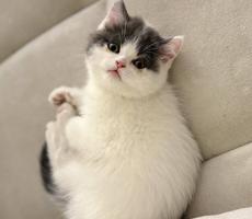 إعلان عن للبيع انثى سكوتش ستريت