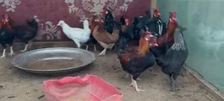 إعلان عن دياجه ودجاج عربي