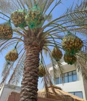 إعلان عن تكريب وتنظيف وزراعة النخيل بأيدي اهوازيين