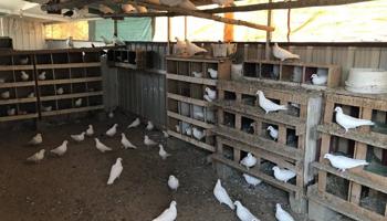 إعلان عن للبيع حمام جمله مخلط العدد 170 تقريبا بصحه جيده غير مطعمين  علف للطيور