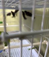 إعلان عن اناثي سسكن للبيع السعر للطير الواحد