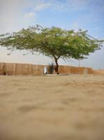 إعلان عن للأجار كشته بر ام الهيمان