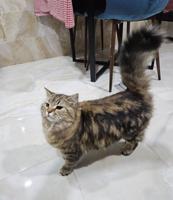 إعلان عن قط للبيع