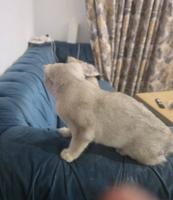 إعلان عن قطه برتش شورت هير  ٣ اشهر مع ليتر بوكس