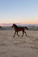 إعلان عن للبيع حصان بلدي شرط السلم العمر تقريبا ٣ سنين