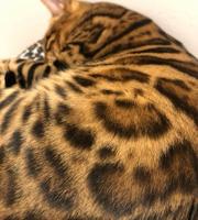 إعلان عن بنغال بيور