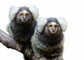 إعلان عن مطلوب مارموسيت