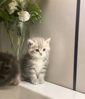 إعلان عن سكوتش ستريت