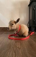 إعلان عن “”””””””””