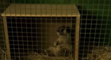 إعلان عن ميركات تيمون ذكر سنه ونص ربوه و نشيط ماشاءالله