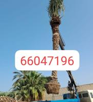 إعلان عن زراع اهوازى شيل نخل وتنظيف وشيل افرخ نخل وتكريب عمال اهوازى خبرة ٢٠سنة