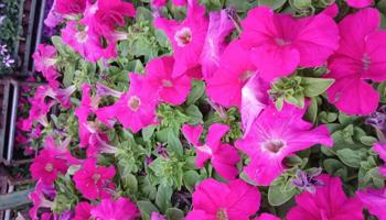 إعلان عن تنسيق حدائق ابويوسف