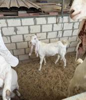 إعلان عن معزة ضرايب