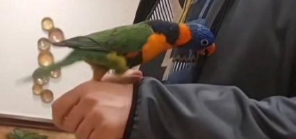 إعلان عن لوري طير