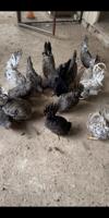 إعلان عن للبيع على 8 دجاجات و7 دياكه رسهم واحد وشبب فرقات وتكويره حلوه