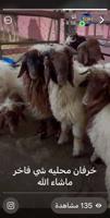 إعلان عن خرفان ذبايح نعيم محلي الاعمار فوق 4 شهور شي فاخر