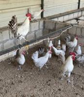 إعلان عن دجاج فيومي