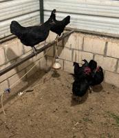 إعلان عن دجاج عراقي