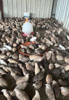 إعلان عن للبيع فري + بيض