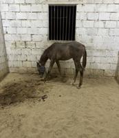 إعلان عن للبيع مهر مصري