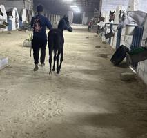 إعلان عن للبيع مهر مصري اسود