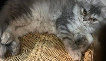 إعلان عن قطط للتبني