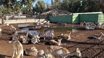 إعلان عن غزلان استرالية للبيع