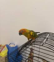 إعلان عن Sun conure ربوه عمره ٥ شهور للتبني