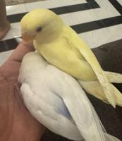 إعلان عن لوفبيرد ربوه