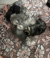 إعلان عن قطط شكوتش فولد