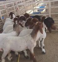 إعلان عن غنم شبب  جذعات عدد ٣٥ وعدد ٥ من ثنو الي سديس وخرفان مرسسه