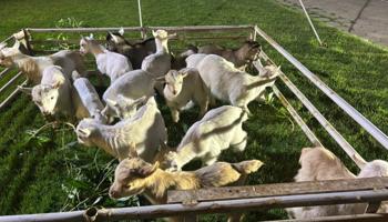 إعلان عن صباح السالم الاحمدي