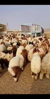 إعلان عن ذبايح خرفان عربي للبيع