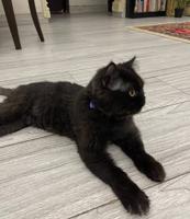 إعلان عن للتبني قط ذكر