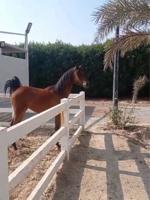 إعلان عن للبيع مهور مميزه