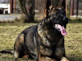 إعلان عن For sale german shepherd work line  للبيع   ( female )