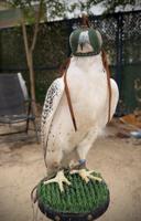 إعلان عن للبيع ((  جير حر  ))