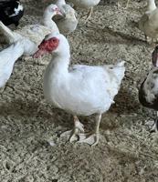 إعلان عن للبيع بط مصري مع الذبح والتنظيف