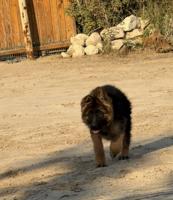 إعلان عن للبيع نثيه  جيرمين لونق شو جامبو الي يحب حجم وشي صعب