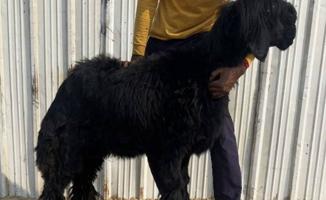 إعلان عن للبيع جذعه عمره10شهور طيبه  سلم  وتوه مقرعه من فحل طيب