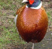 إعلان عن مطلوب طيور الفزن